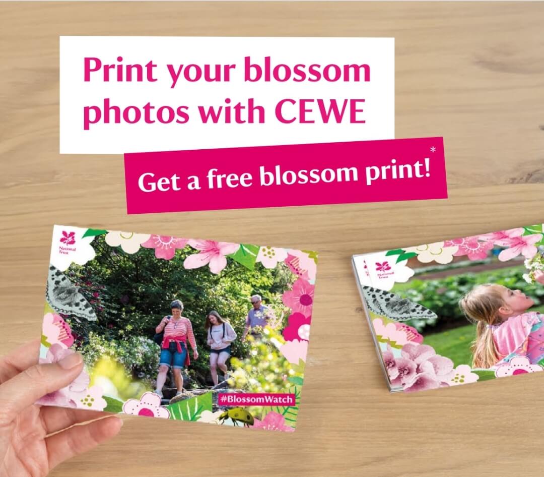 Free photo print at Boots voucher