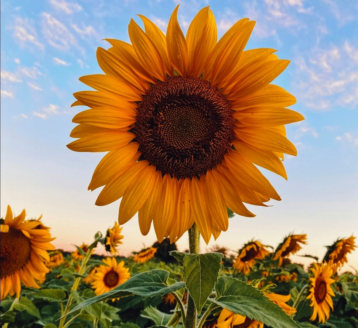 Free sunflower seeds