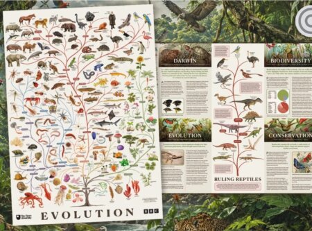 Free Evolution poster (delivered free) [BBC]