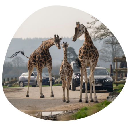 Kids go free West Midlands Safari