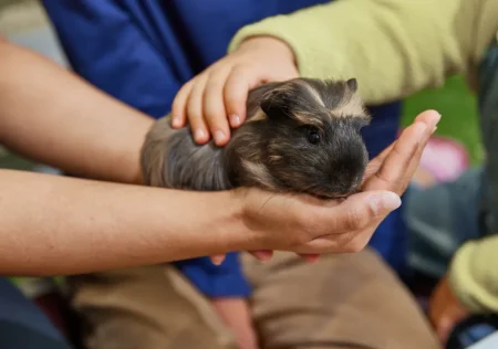 Free Pets At Home workshop & stickers