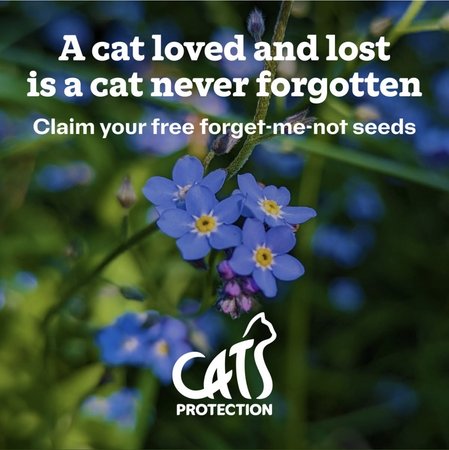 Free Forget Me Not seeds